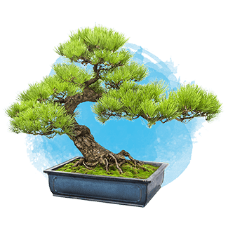 insights-bonzai